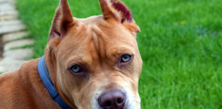 Due fratellini azzannati da un pitbull in strada