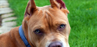 Bimbo di un anno azzannato da un pitbull, è grave