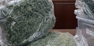 Coltiva marijuana ma viene tradito dal forte odore