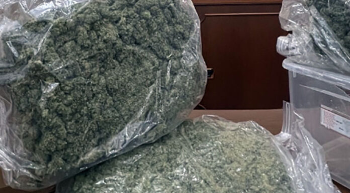 Coltiva cannabis nel suo terreno a Somma Vesuviana: sequestrata droga già essiccati nei fusti