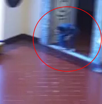 Ruba una piastrella dalla Reggia di Caserta IL VIDEO