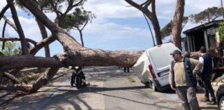 Grosso albero crolla improvvisamente su un furgone