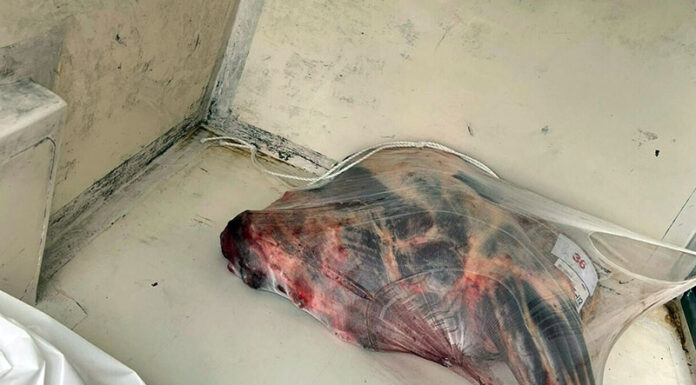 Carne infestata da parassiti, chiusa macelleria a San Giuseppe Vesuviano