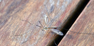 Terza vittima in Campania per West Nile