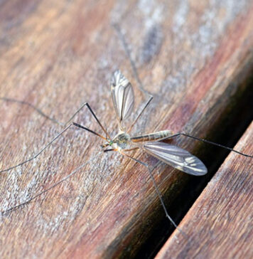 Terza vittima in Campania per West Nile