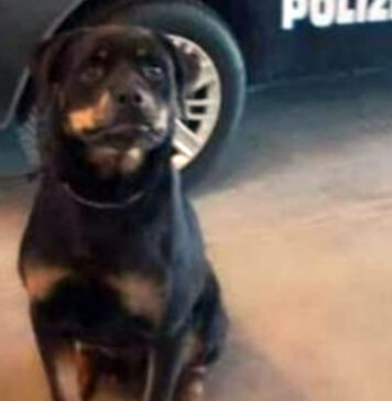 Va al colloquio in carcere con 380 grammi di droga nelle mutande: scoperta del cane Spike