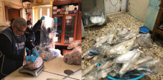 Serie di controlli a Palma Campania: sovraffollamento e alimenti in terribili condizioni igieniche