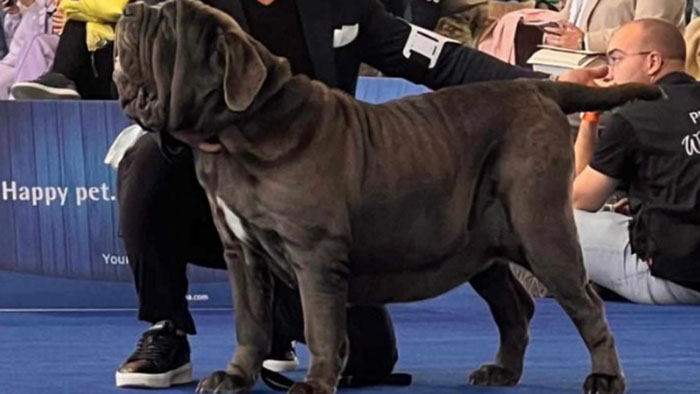 pupetta mastino napoletano