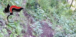 Piantagione di canapa indiana sul Monte Faito