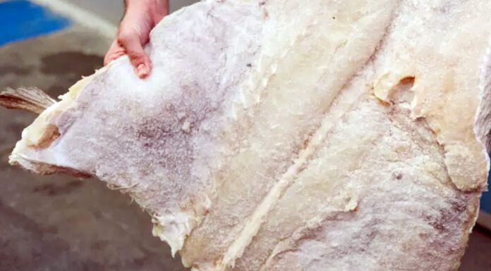 A Somma Vesuviana torna la grande festa del baccalà