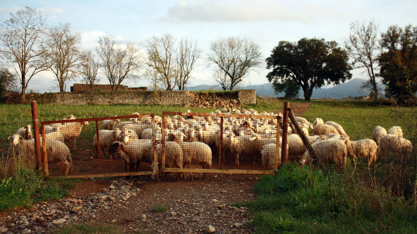 pecore ovini