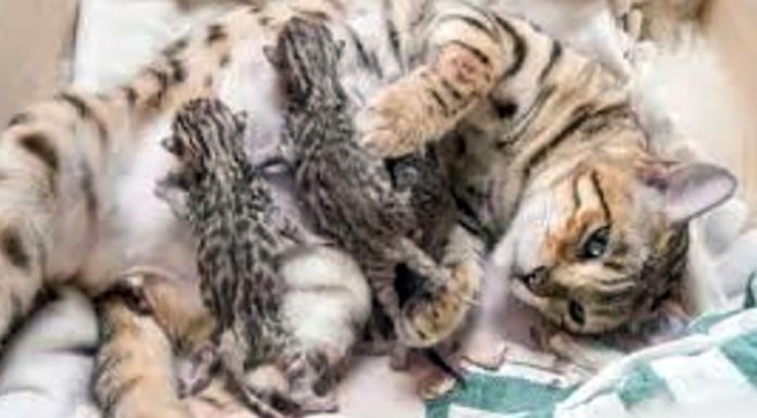 Gattina si intrufola e partorisce a scuola, tenera sospensione delle lezioni a Poggiomarino