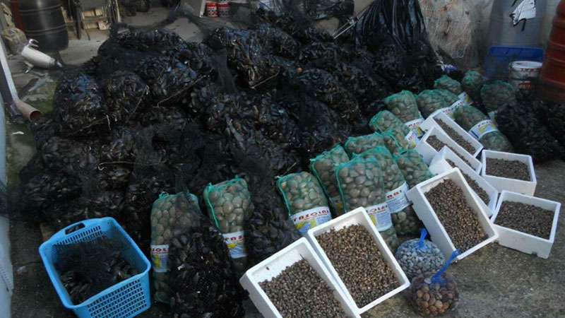 pesce frutti di mare