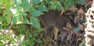 Decimata colonia felina, trovate tracce di cibo sospetto