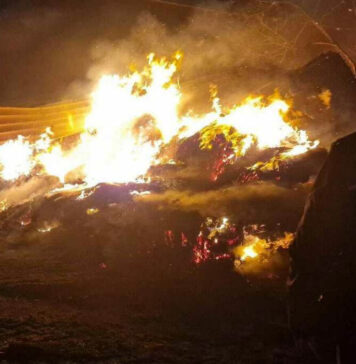 Incendio nell’azienda agricola, morti 20 ovini