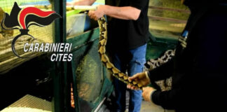 Cammello morto, sequestrati altri animali dal circo