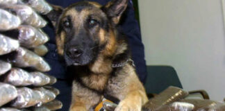 Il cane Axel fa chiudere una piazza di spaccio