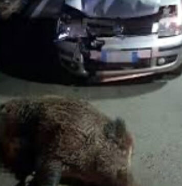 Auto si schianta contro due cinghiali