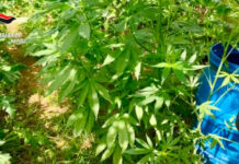 Laboratorio della droga, sequestrata una tonnellata