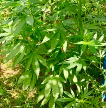 Laboratorio della droga, sequestrata una tonnellata