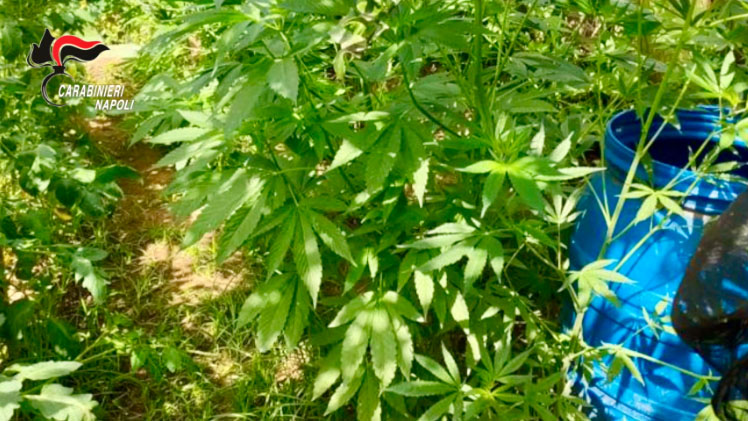 cannabis