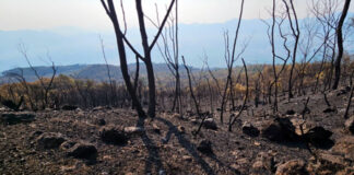 Il Vesuvio dopo gli incendi, il paesaggio è un colpo al cuore – GUARDA IL VIDEO
