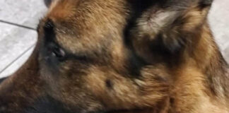 Terribile nei Paesi Vesuviani, trascina il cane in e-bike per 6 chilometri