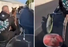 Cavallo preso a frustrate e costretto a correre tra auto e scooter